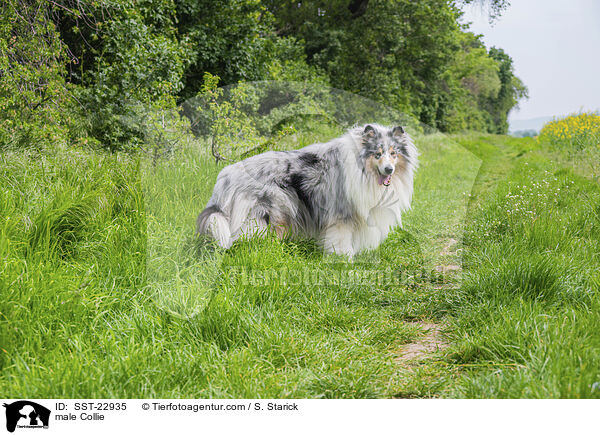Collie Rde / male Collie / SST-22935