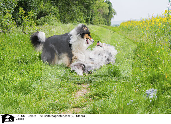 Collies / Collies / SST-22936