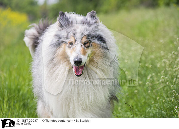Collie Rde / male Collie / SST-22937