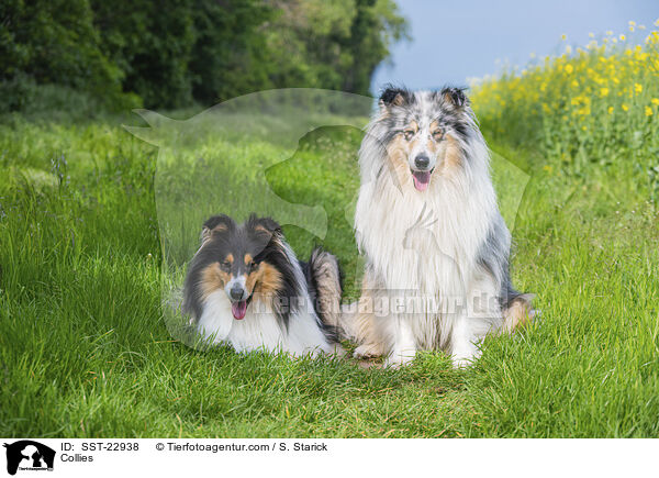 Collies / Collies / SST-22938