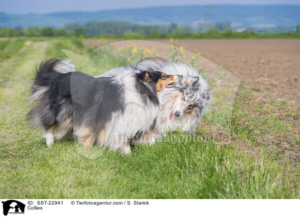 Collies / Collies / SST-22941
