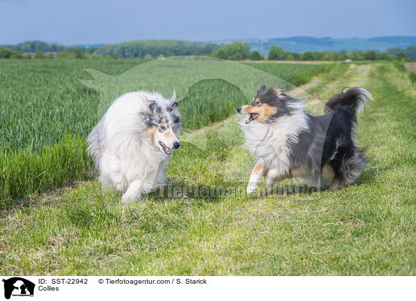 Collies / Collies / SST-22942