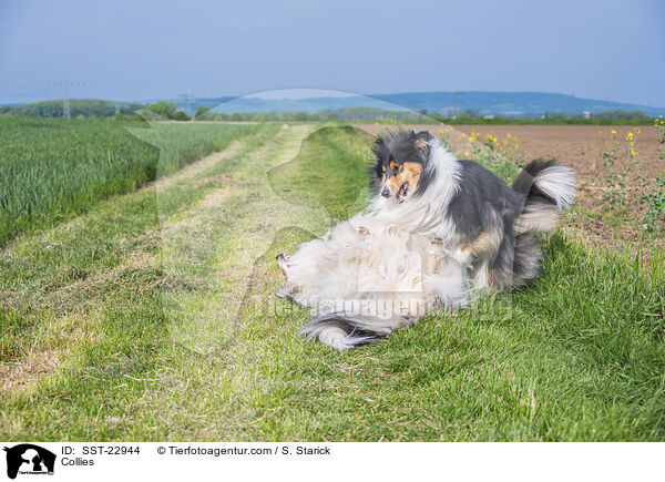 Collies / Collies / SST-22944