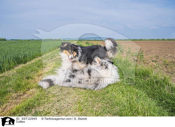 Collies / Collies / SST-22945