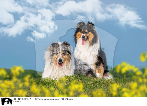 Collies / Collies / SST-22947