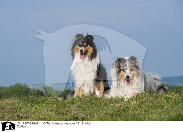 Collies / Collies / SST-22948