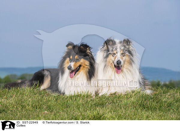 Collies / Collies / SST-22949