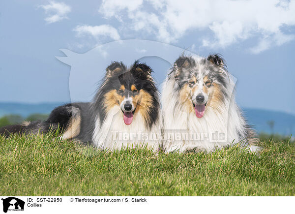 Collies / Collies / SST-22950