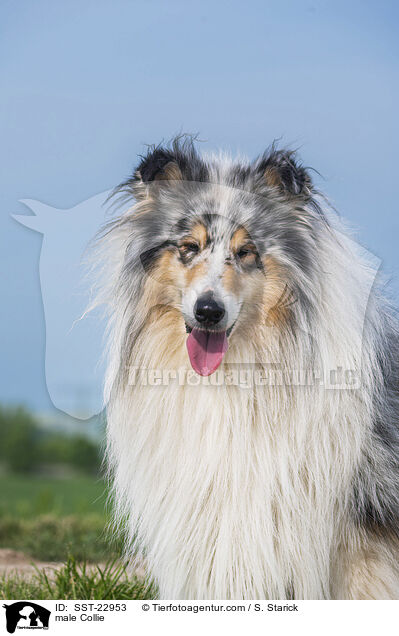 Collie Rde / male Collie / SST-22953