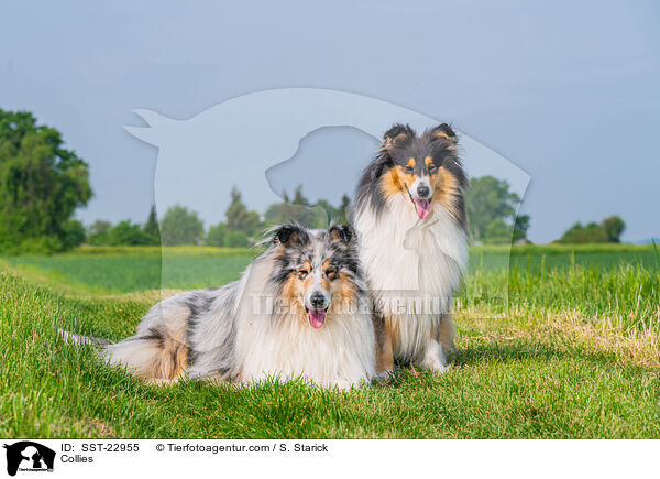 Collies / Collies / SST-22955