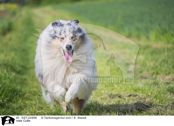 Collie Rde / male Collie / SST-22956