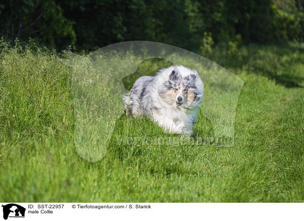 Collie Rde / male Collie / SST-22957