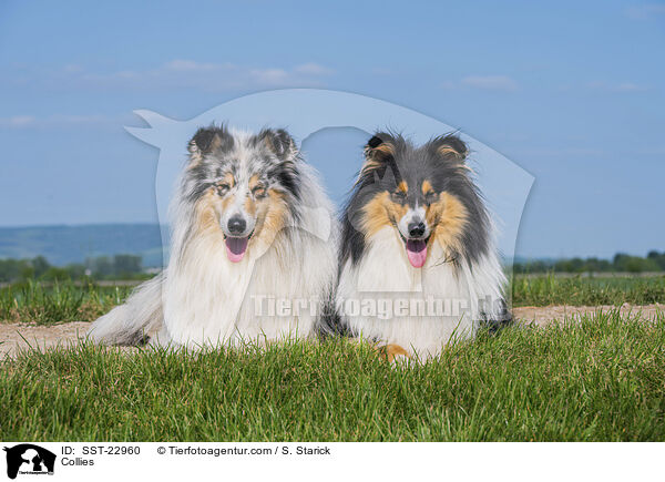 Collies / Collies / SST-22960