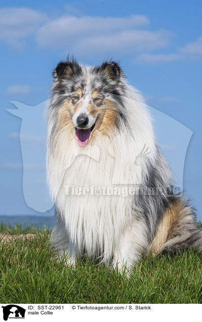 Collie Rde / male Collie / SST-22961