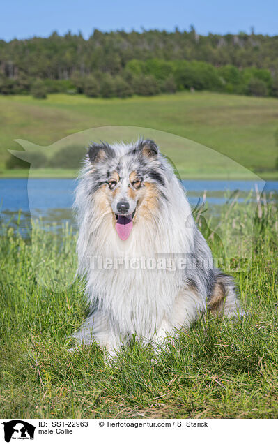 Collie Rde / male Collie / SST-22963