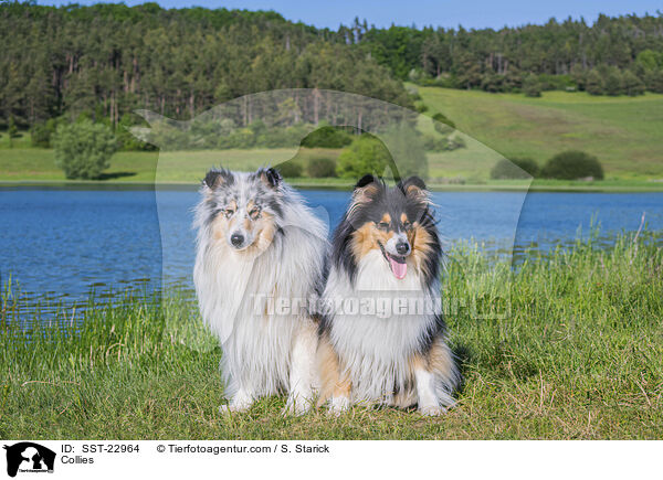 Collies / Collies / SST-22964