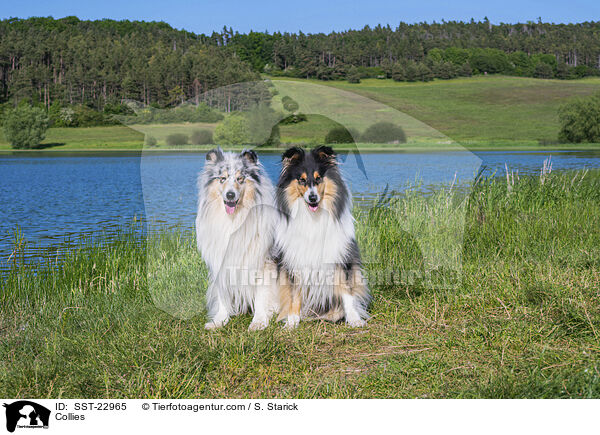 Collies / Collies / SST-22965