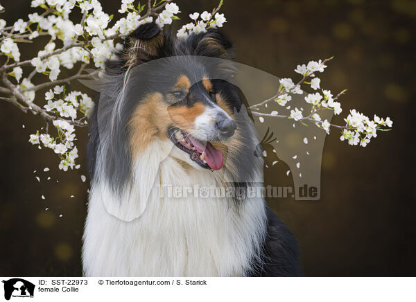 Collie Hndin / female Collie / SST-22973