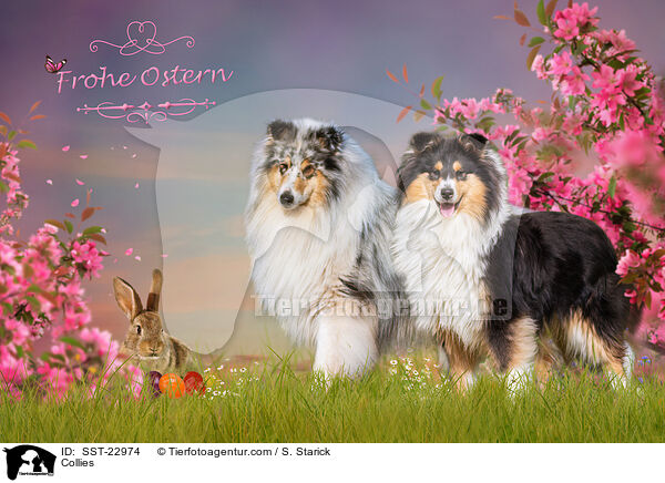 Collies / SST-22974