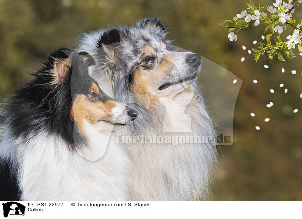 Collies / Collies / SST-22977