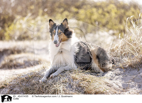 Collie / Collie / JQ-01435
