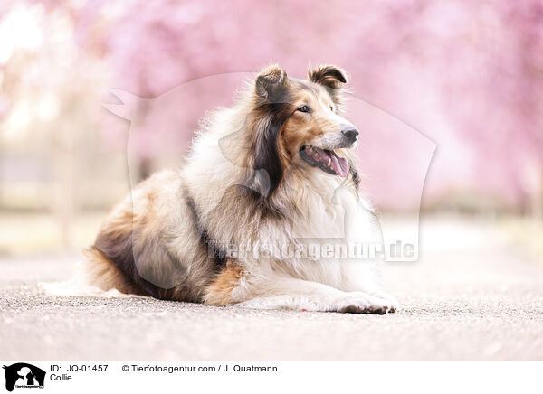 Collie / Collie / JQ-01457