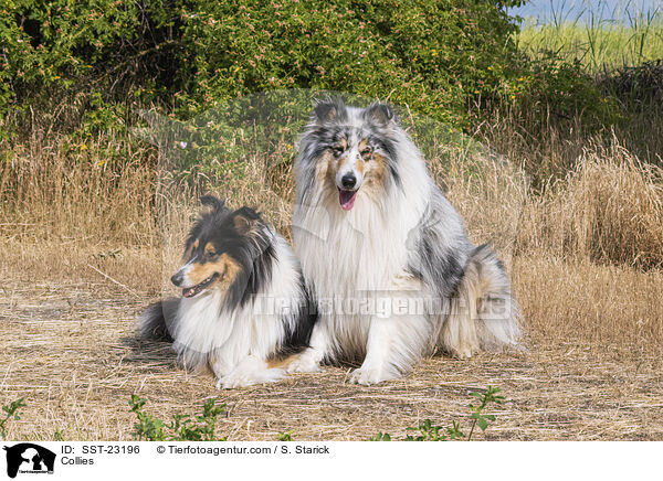 Collies / Collies / SST-23196