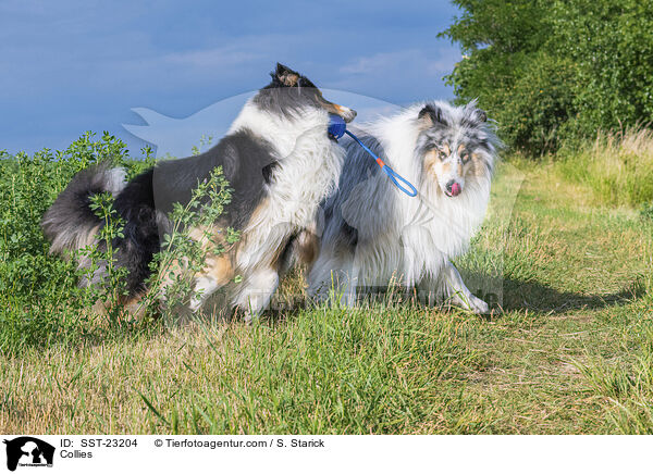 Collies / Collies / SST-23204