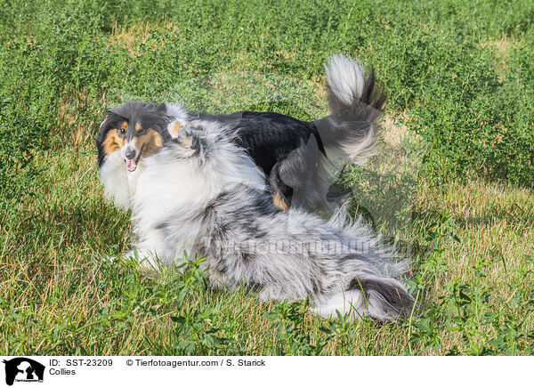 Collies / Collies / SST-23209