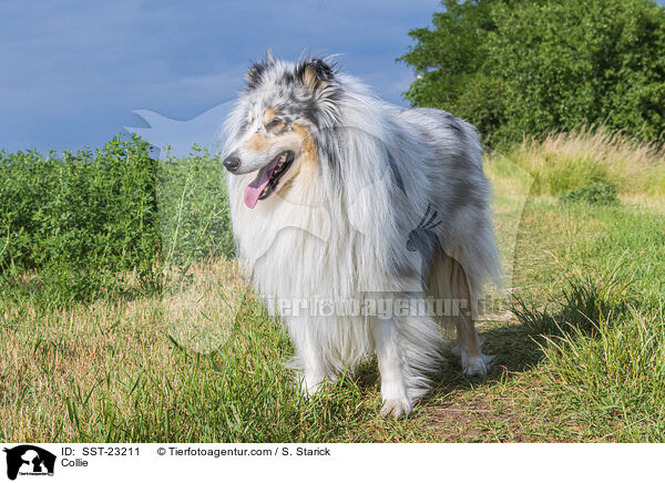 Collie / Collie / SST-23211