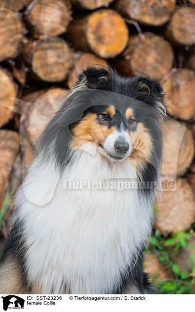 female Collie / SST-23236