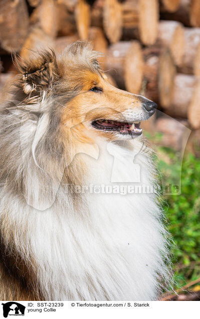 young Collie / SST-23239