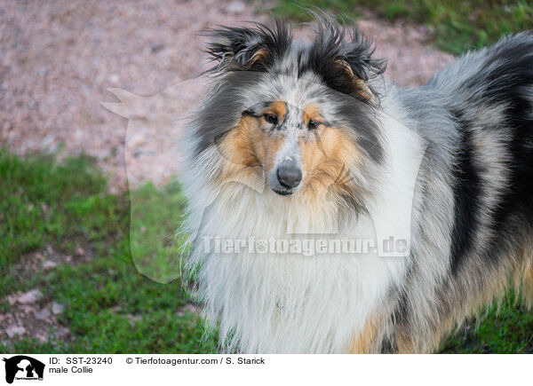 Collie Rde / male Collie / SST-23240