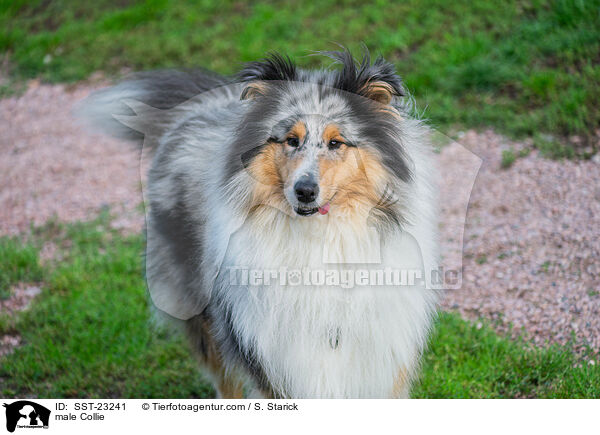 male Collie / SST-23241