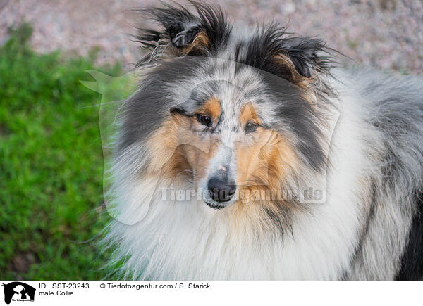 Collie Rde / male Collie / SST-23243