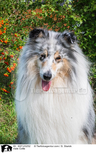 Collie Rde / male Collie / SST-23252