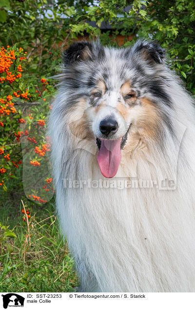 Collie Rde / male Collie / SST-23253
