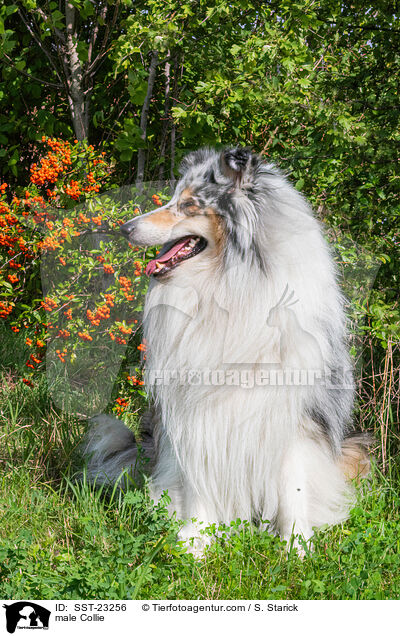 Collie Rde / male Collie / SST-23256