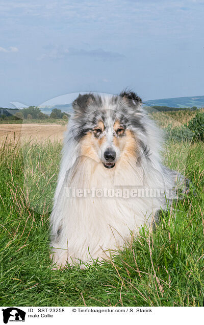 Collie Rde / male Collie / SST-23258