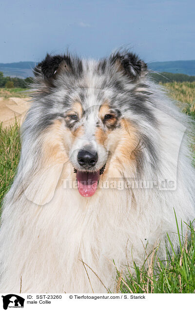 Collie Rde / male Collie / SST-23260