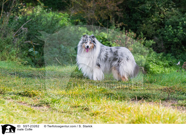 male Collie / SST-23262