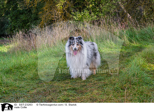 Collie Rde / male Collie / SST-23263