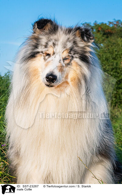 Collie Rde / male Collie / SST-23267