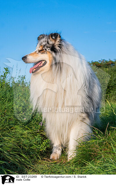 Collie Rde / male Collie / SST-23269