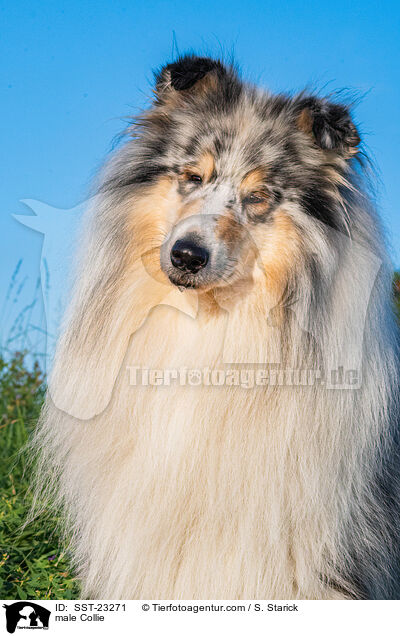 Collie Rde / male Collie / SST-23271