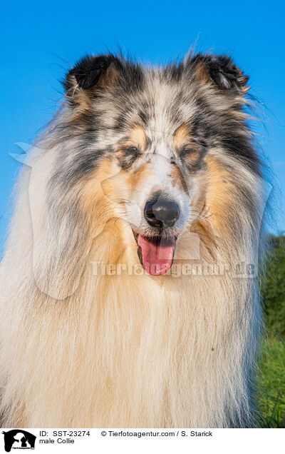 Collie Rde / male Collie / SST-23274