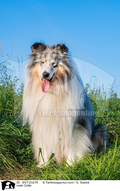 Collie Rde / male Collie / SST-23276
