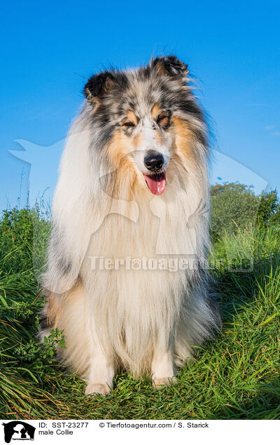 Collie Rde / male Collie / SST-23277