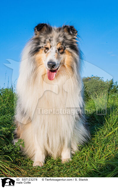 Collie Rde / male Collie / SST-23278