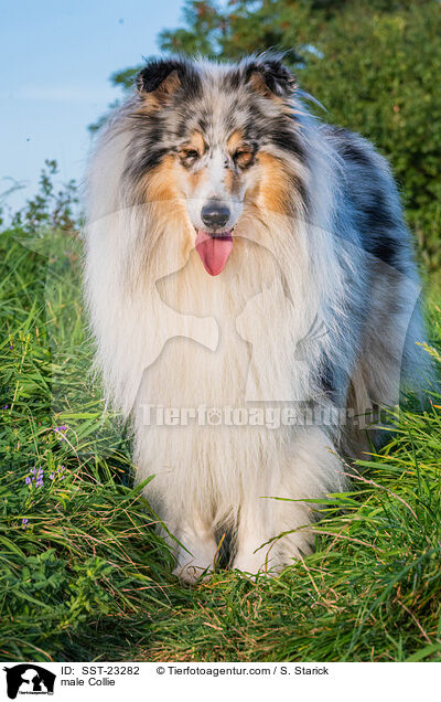 Collie Rde / male Collie / SST-23282